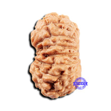 Load image into Gallery viewer, 15 Mukhi Indonesian Rudraksha - Bead No.298
