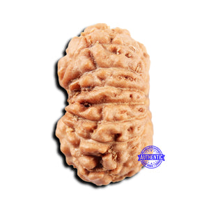 15 Mukhi Indonesian Rudraksha - Bead No.298