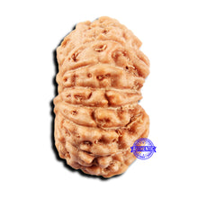 Load image into Gallery viewer, 15 Mukhi Indonesian Rudraksha - Bead No.298
