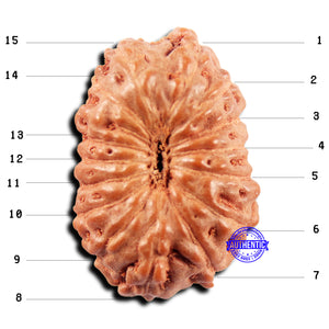 15 Mukhi Indonesian Rudraksha - Bead No. 299