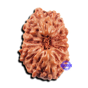 15 Mukhi Indonesian Rudraksha - Bead No. 299