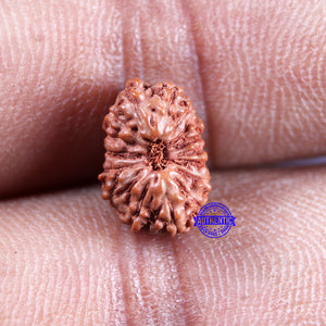 15 Mukhi Indonesian Rudraksha - Bead No. 299