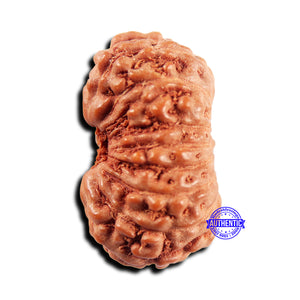 15 Mukhi Indonesian Rudraksha - Bead No. 299