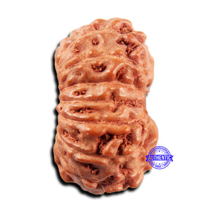 15 Mukhi Indonesian Rudraksha - Bead No. 299