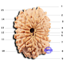 Load image into Gallery viewer, 15 Mukhi Indonesian Rudraksha - Bead No. 300
