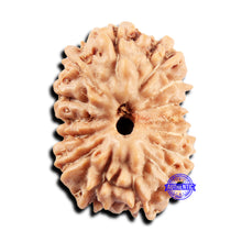 Load image into Gallery viewer, 15 Mukhi Indonesian Rudraksha - Bead No. 300
