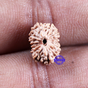 15 Mukhi Indonesian Rudraksha - Bead No. 300