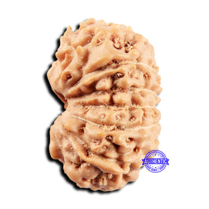 15 Mukhi Indonesian Rudraksha - Bead No. 300