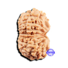 Load image into Gallery viewer, 15 Mukhi Indonesian Rudraksha - Bead No. 300
