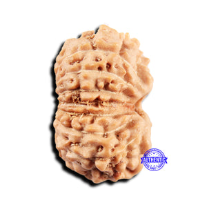 15 Mukhi Indonesian Rudraksha - Bead No. 300