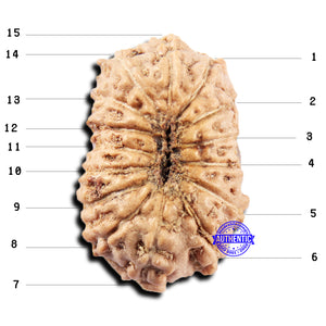 15 Mukhi Indonesian Rudraksha - Bead No.301