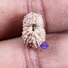 Load image into Gallery viewer, 15 Mukhi Indonesian Rudraksha - Bead No.301
