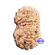 Load image into Gallery viewer, 15 Mukhi Indonesian Rudraksha - Bead No.301
