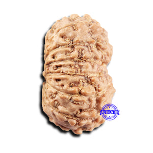 15 Mukhi Indonesian Rudraksha - Bead No.301