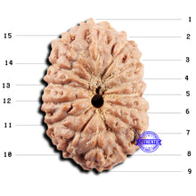 Load image into Gallery viewer, 15 Mukhi Indonesian Rudraksha - Bead No. 302
