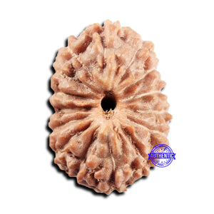 15 Mukhi Indonesian Rudraksha - Bead No. 302