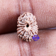 Load image into Gallery viewer, 15 Mukhi Indonesian Rudraksha - Bead No. 302
