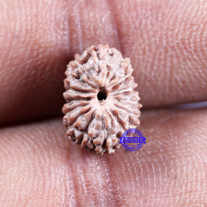 15 Mukhi Indonesian Rudraksha - Bead No. 302