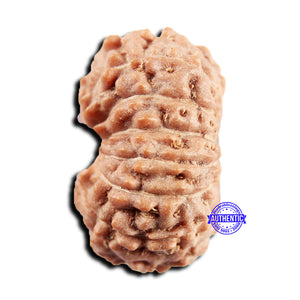 15 Mukhi Indonesian Rudraksha - Bead No. 302