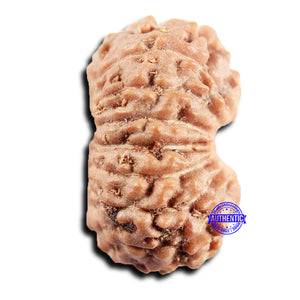 15 Mukhi Indonesian Rudraksha - Bead No. 302