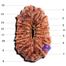 Load image into Gallery viewer, 15 Mukhi Indonesian Rudraksha - Bead No.303
