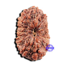 Load image into Gallery viewer, 15 Mukhi Indonesian Rudraksha - Bead No.303
