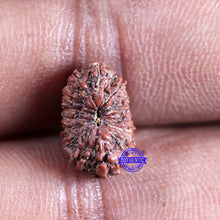 Load image into Gallery viewer, 15 Mukhi Indonesian Rudraksha - Bead No.303
