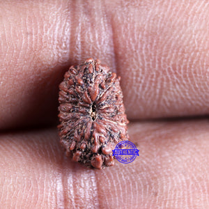 15 Mukhi Indonesian Rudraksha - Bead No.303