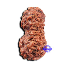 Load image into Gallery viewer, 15 Mukhi Indonesian Rudraksha - Bead No.303
