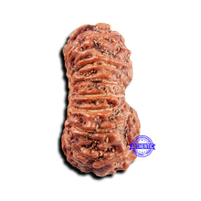 Load image into Gallery viewer, 15 Mukhi Indonesian Rudraksha - Bead No.303
