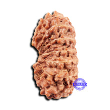 Load image into Gallery viewer, 15 Mukhi Indonesian Rudraksha - Bead No.304
