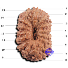 Load image into Gallery viewer, 15 Mukhi Indonesian Rudraksha - Bead No.304
