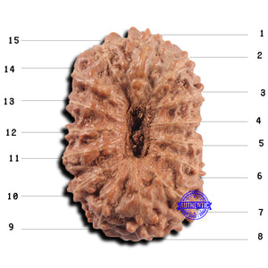 15 Mukhi Indonesian Rudraksha - Bead No.304