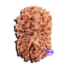 Load image into Gallery viewer, 15 Mukhi Indonesian Rudraksha - Bead No.304
