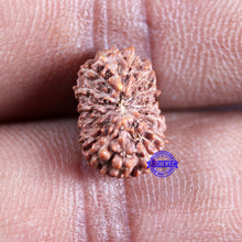 Load image into Gallery viewer, 15 Mukhi Indonesian Rudraksha - Bead No.304
