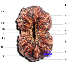 Load image into Gallery viewer, 15 Mukhi Indonesian Rudraksha - Bead No. 305
