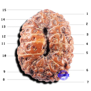 15 Mukhi Indonesian Rudraksha - Bead No. 306