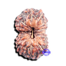 Load image into Gallery viewer, 15 Mukhi Indonesian Rudraksha - Bead No. 305
