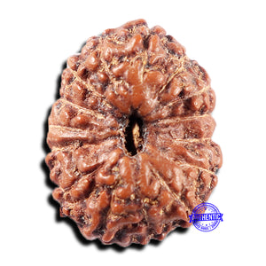 15 Mukhi Indonesian Rudraksha - Bead No. 306