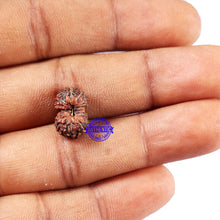 Load image into Gallery viewer, 15 Mukhi Indonesian Rudraksha - Bead No. 305
