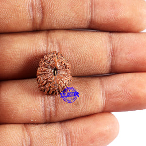 15 Mukhi Indonesian Rudraksha - Bead No. 306