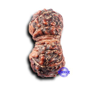 15 Mukhi Indonesian Rudraksha - Bead No. 305