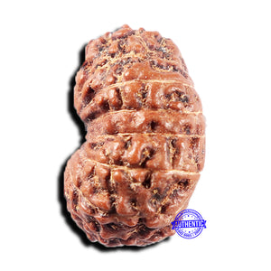 15 Mukhi Indonesian Rudraksha - Bead No. 306