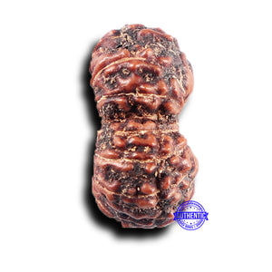 15 Mukhi Indonesian Rudraksha - Bead No. 305