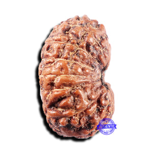 15 Mukhi Indonesian Rudraksha - Bead No. 306