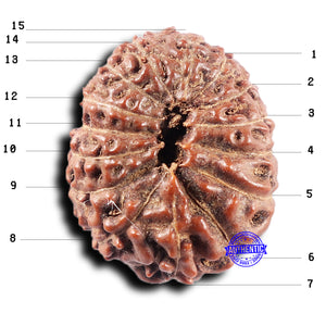 15 Mukhi Indonesian Rudraksha - Bead No.307