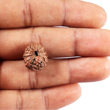 Load image into Gallery viewer, 15 Mukhi Indonesian Rudraksha - Bead No.307
