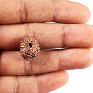 15 Mukhi Indonesian Rudraksha - Bead No.307