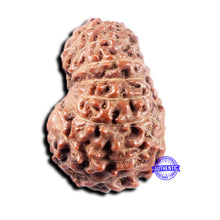 Load image into Gallery viewer, 15 Mukhi Indonesian Rudraksha - Bead No.307
