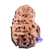 Load image into Gallery viewer, 15 Mukhi Indonesian Rudraksha - Bead No.307
